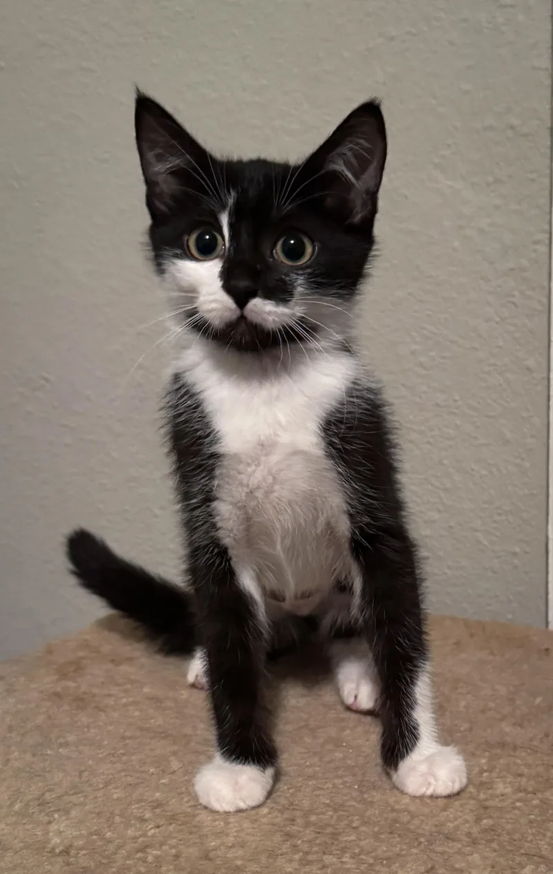 A baby medium-sized female Black & White / Tuxedo Domestic Short Hair cat named Gnocchi for adoption in Jacksonville, FL