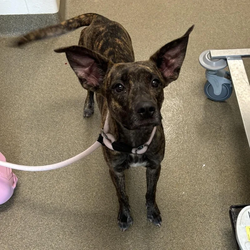 A young medium-sized female Mixed Breed dog named Boogie for adoption in Council Bluffs, IA