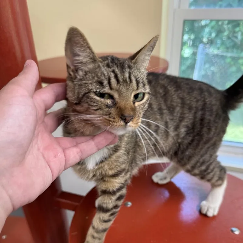 A young medium-sized female Brown / Chocolate Domestic Short Hair cat named Kiwi for adoption in Bedford, NH