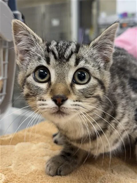 A baby small-sized female Domestic Short Hair cat named Hammerhead for adoption in Aliquippa, PA