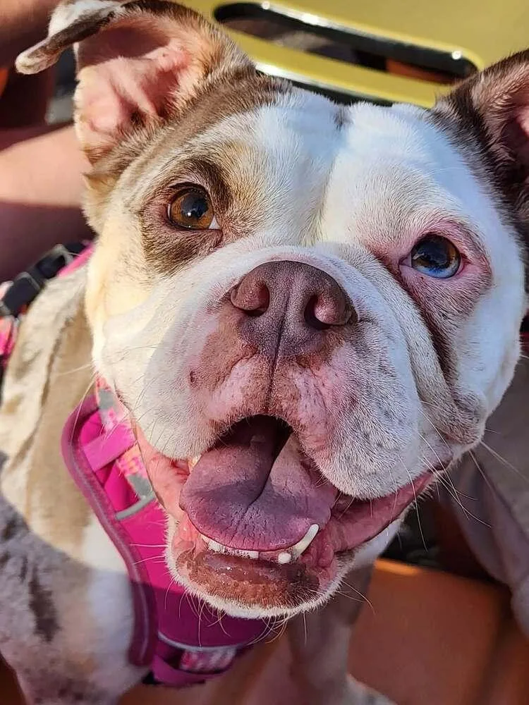 An adult medium-sized female English Bulldog dog named Zelda for adoption in Peoria, IL