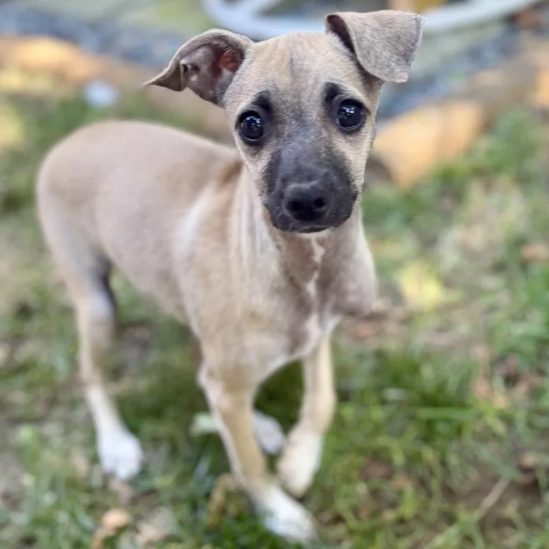 A baby small-sized male Yellow / Tan / Blond / Fawn Miniature Pinscher dog named Billy Bob for adoption in Bellingham, WA