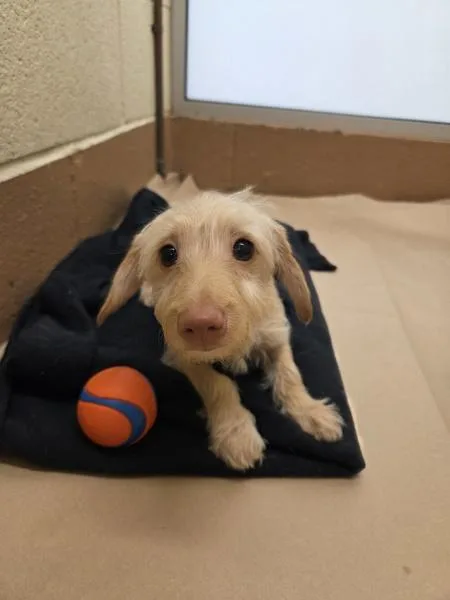 A baby small-sized male Terrier dog named Boo for adoption in Kennewick, WA