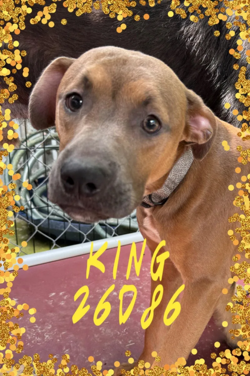 A young medium-sized male Pit Bull Terrier dog named King for adoption in New Martinsville, WV