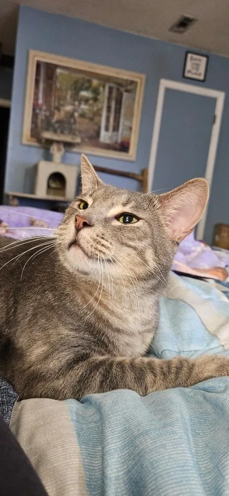 An adult small-sized male Domestic Short Hair cat named Buddy for adoption in GREENVILLE, SC