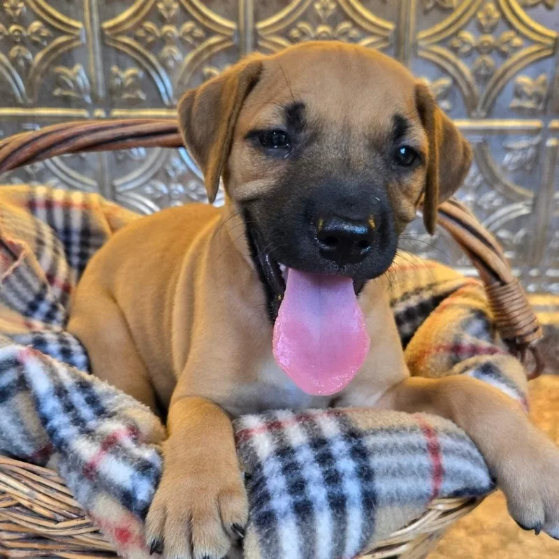 A baby medium-sized female Yellow / Tan / Blond / Fawn Labrador Retriever dog named Elle Woods for adoption in Andover, MA