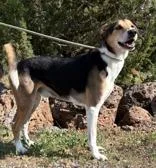 An adult medium-sized male Tricolor (Brown, Black, & White) American Foxhound dog named Copper for adoption in Lakeside, AZ