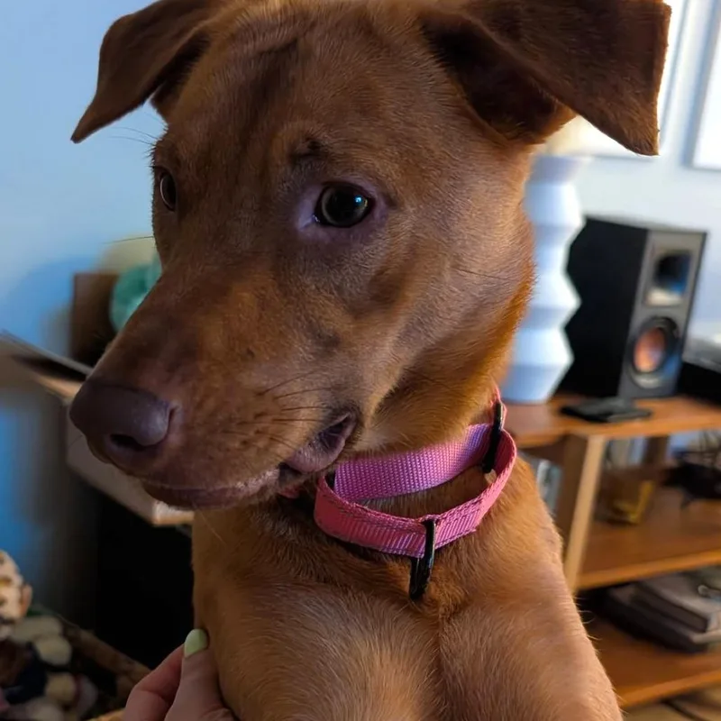 Marlowe Coming Soon thumbnail 2