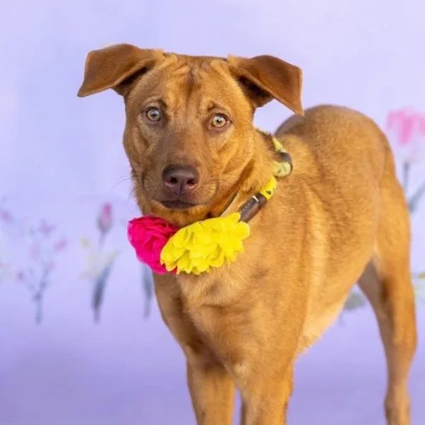 Marlowe Coming Soon thumbnail 4