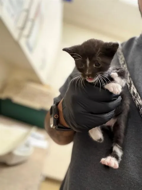 A baby small-sized female Domestic Short Hair cat named Serenity for adoption in Santa Maria, CA