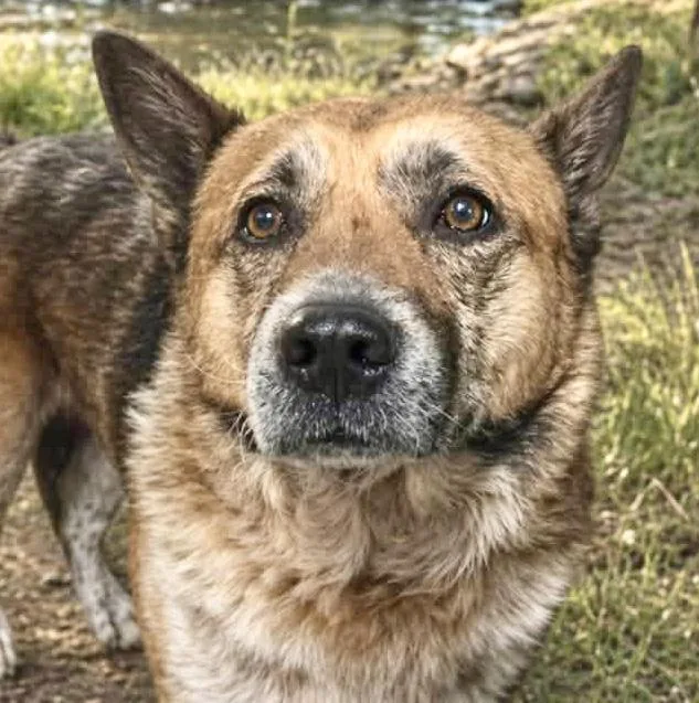An adult medium-sized male Black German Shepherd Dog dog named Calvin for adoption in Westfield, NY