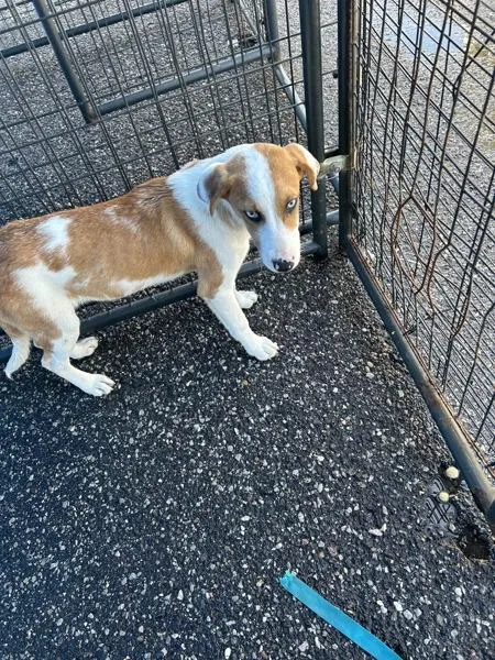 A young small-sized male Labrador Retriever dog named Espio for adoption in Mobile, AL