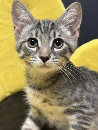 A young small-sized male Domestic Short Hair cat named Smoke for adoption in Lawrenceville, GA