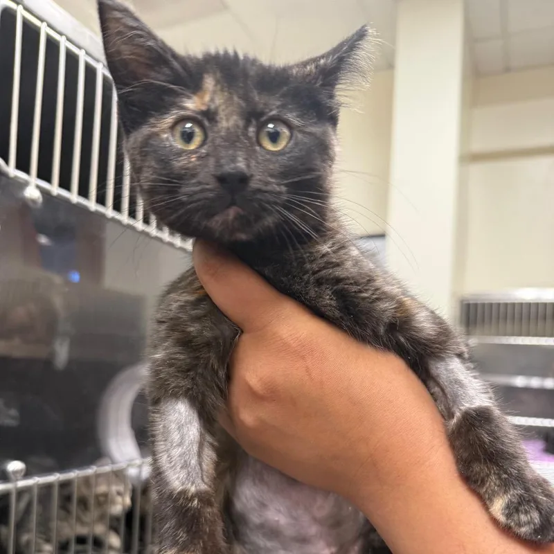 A baby small-sized female Tortoiseshell Domestic Short Hair cat named Akira for adoption in Upland, CA