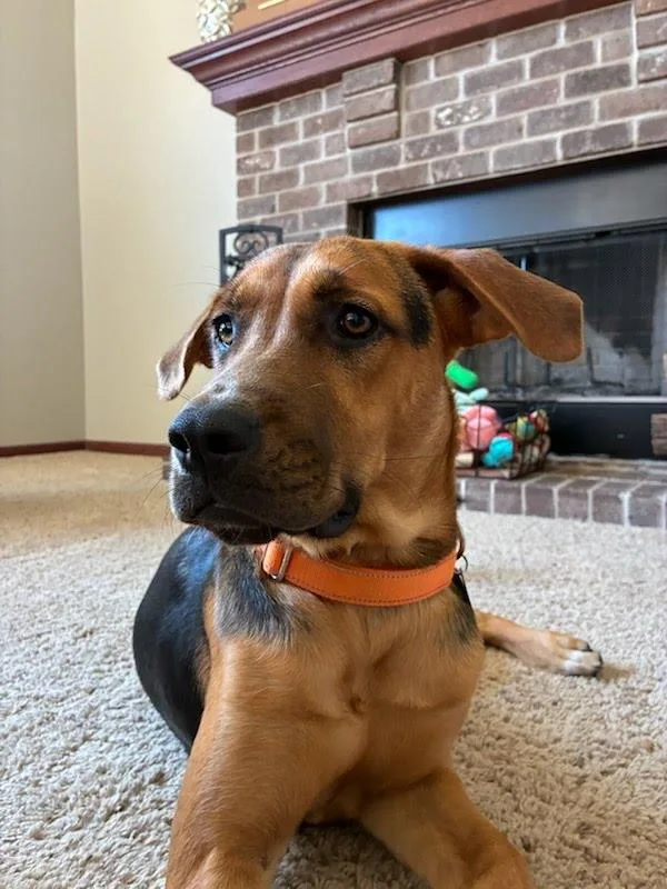 A young large-sized female Bicolor Shepherd dog named Stormy for adoption in Oswego, IL