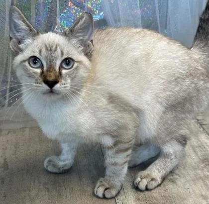 An adult small-sized male Domestic Short Hair cat named Rhymes for adoption in Shreveport, LA