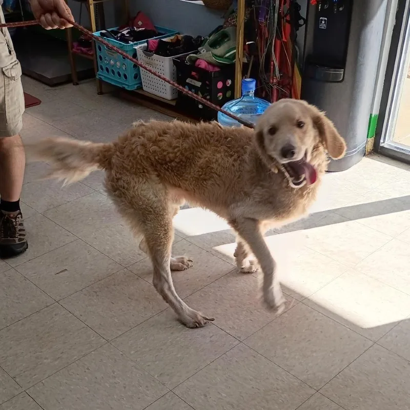 An adult medium-sized male Goldendoodle dog named Holiday for adoption in Franklin, NC