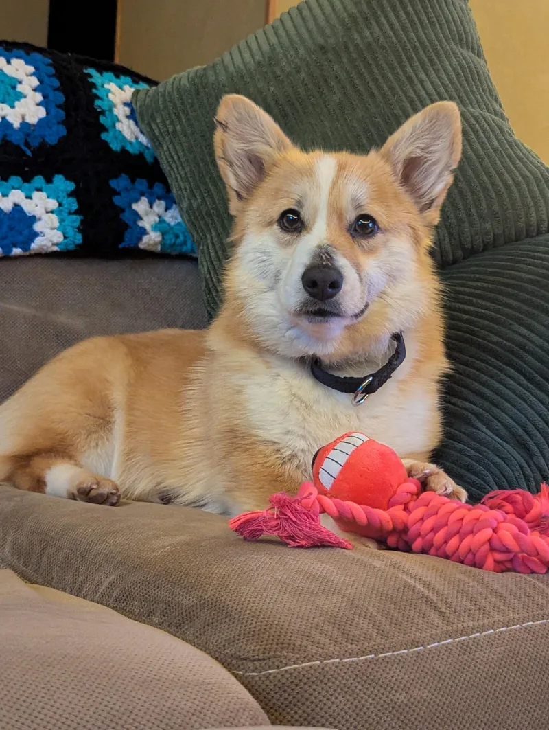 A young small-sized female Yellow / Tan / Blond / Fawn Pembroke Welsh Corgi dog named Scarletti for adoption in Anoka, MN