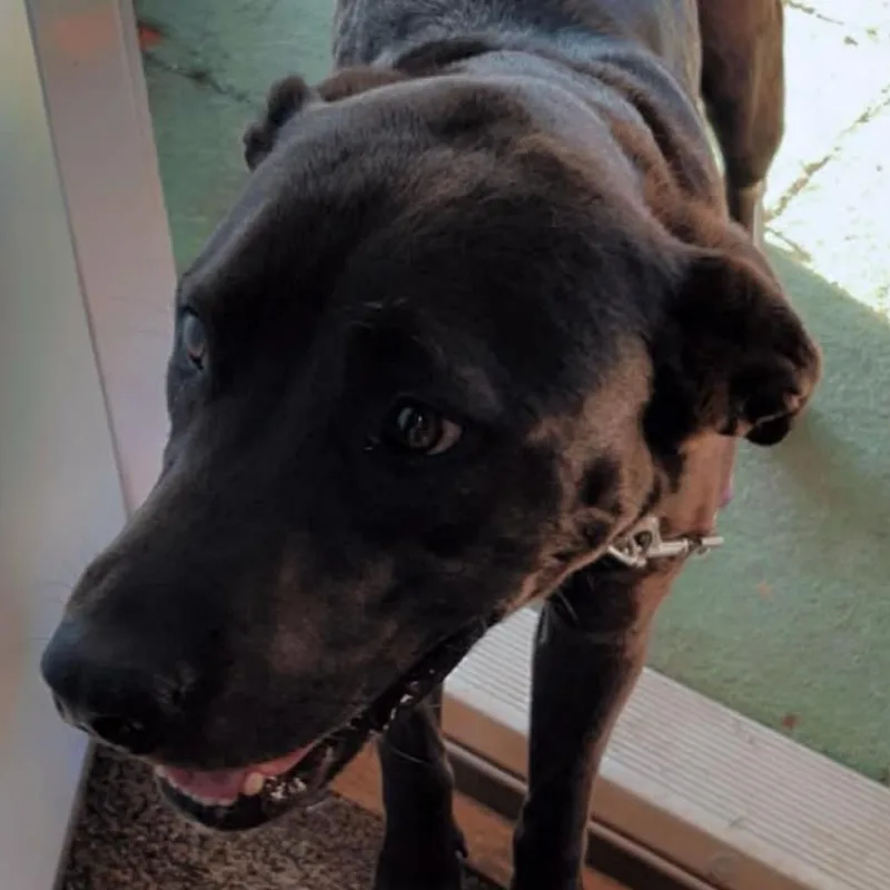 An adult small-sized female Brown / Chocolate Labrador Retriever dog named Evamore for adoption in Normal, IL