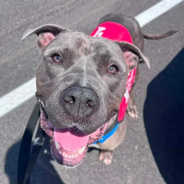 An adult large-sized male Gray / Blue / Silver Pit Bull Terrier dog named Bennito for adoption in Mooresville, IN