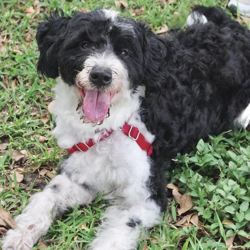An adult small-sized female Black Poodle dog named Mimi for adoption in Miami, FL