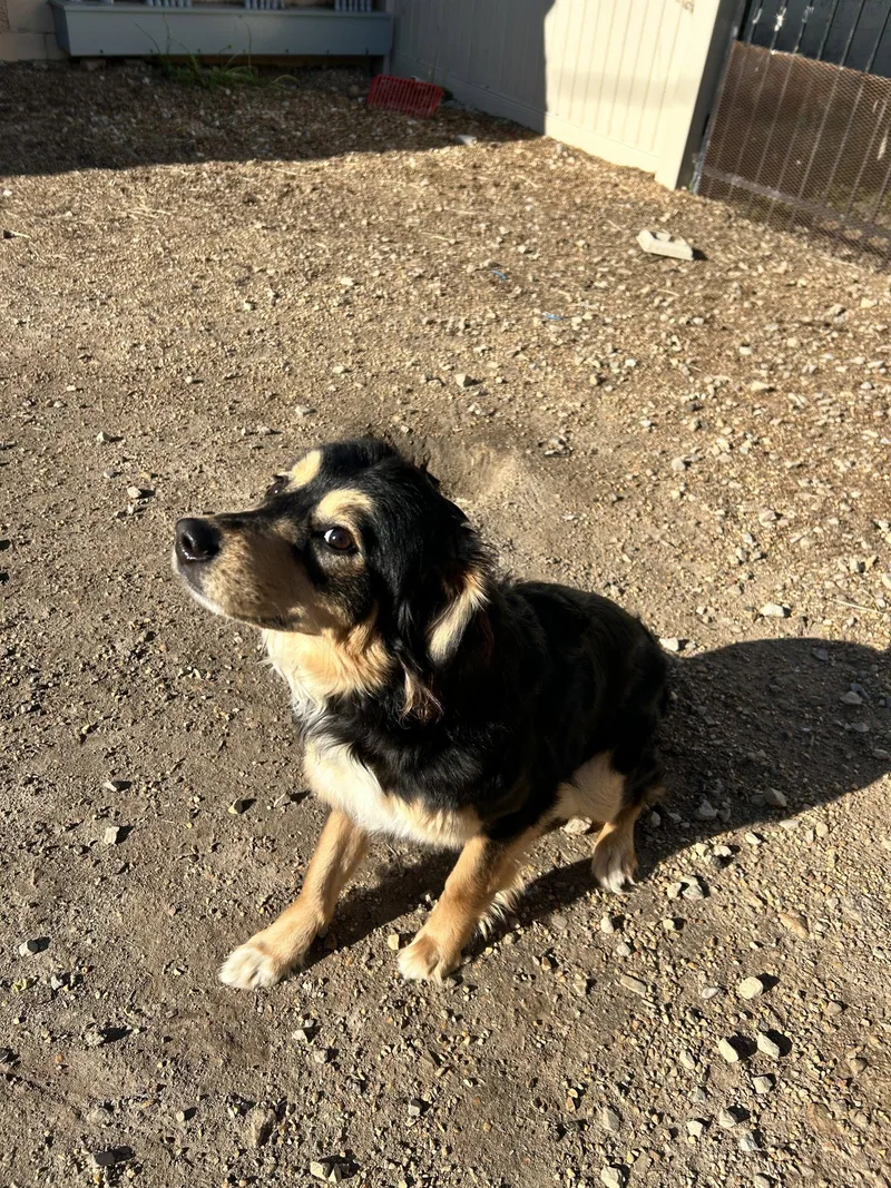 A young medium-sized female Australian Shepherd dog named Ruth for adoption in Corning, AR
