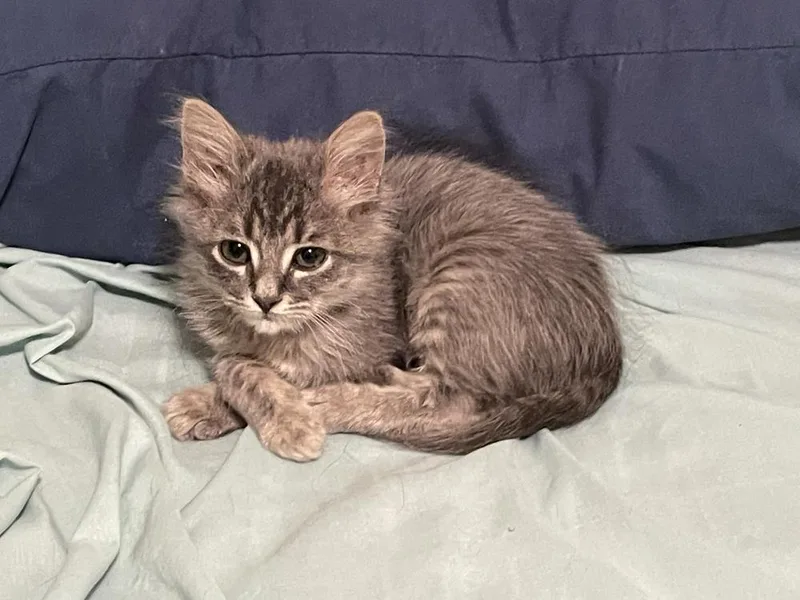 A young small-sized female Domestic Medium Hair cat named Roly Poly for adoption in Little Rock, AR