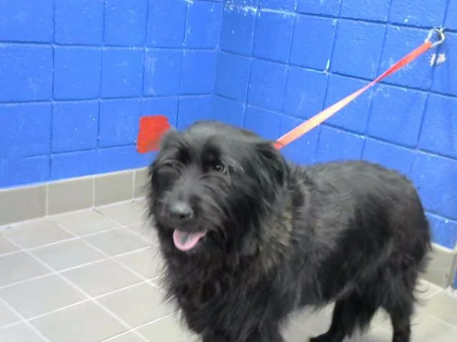 An adult medium-sized female Chow Chow dog named Sedona for adoption in Albuquerque, NM