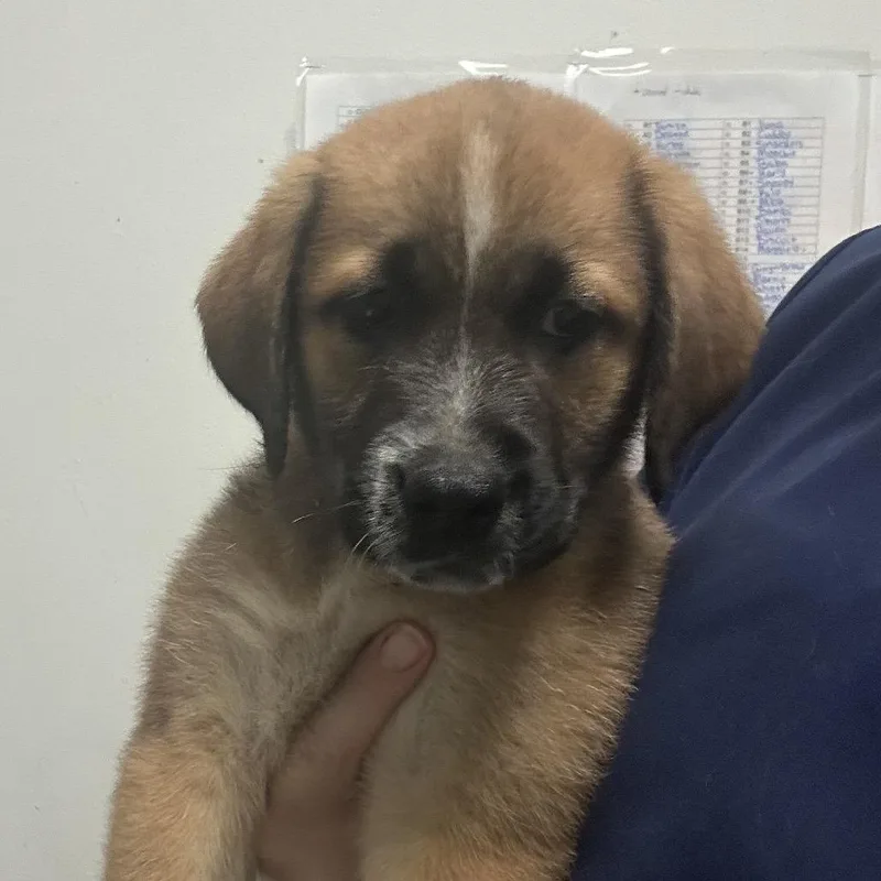 A baby small-sized male Brown / Chocolate Mixed Breed dog named Ted for adoption in Charleston, WV