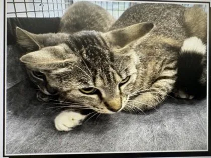 A young medium-sized female Domestic Short Hair cat named Pufferfish for adoption in Daytona Beach, FL