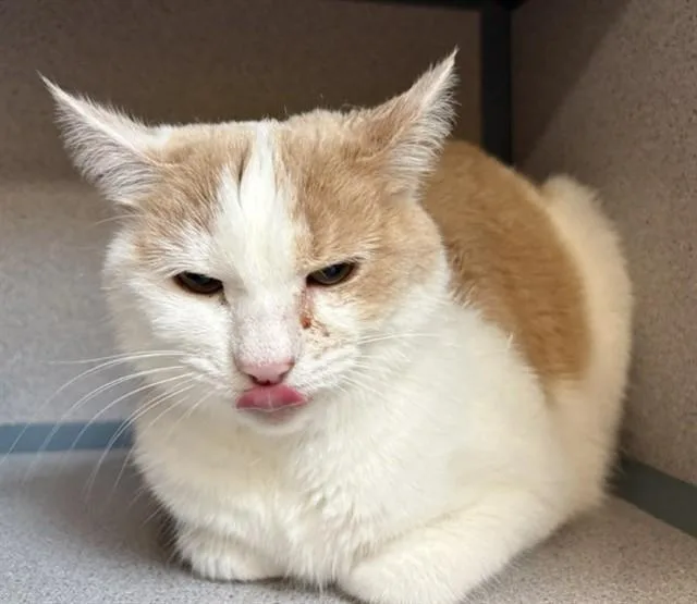 An adult small-sized female Domestic Short Hair cat named Bubble for adoption in Aliquippa, PA