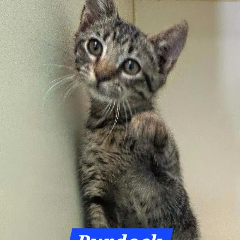 A baby small-sized male Black Domestic Short Hair cat named Burdock for adoption in Madill, OK