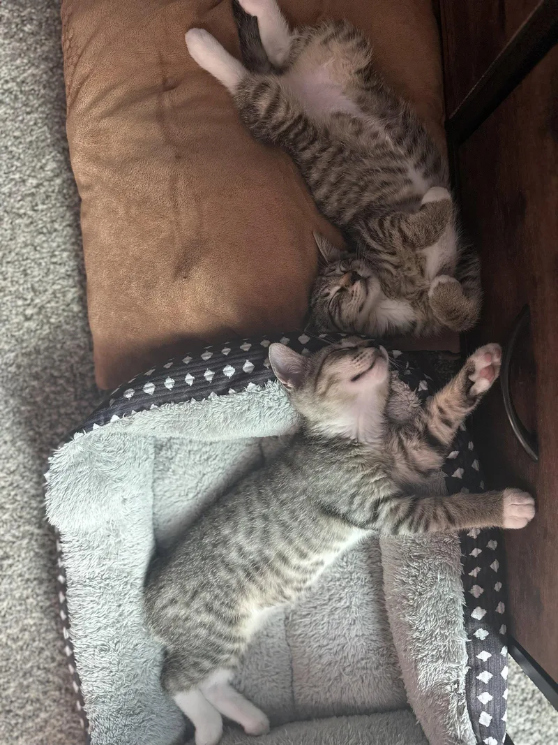 A baby medium-sized male Domestic Short Hair cat named Eg Litter Lima for adoption in Livonia, MI
