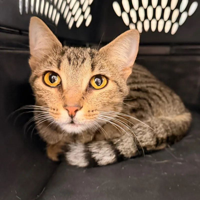 An adult medium-sized female Gray / Blue / Silver Domestic Short Hair cat named Momo for adoption in Indianapolis, IN
