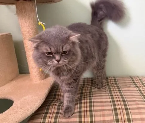 A young large-sized male Gray / Blue / Silver Highland Fold cat named Finlay for adoption in Churchville, PA