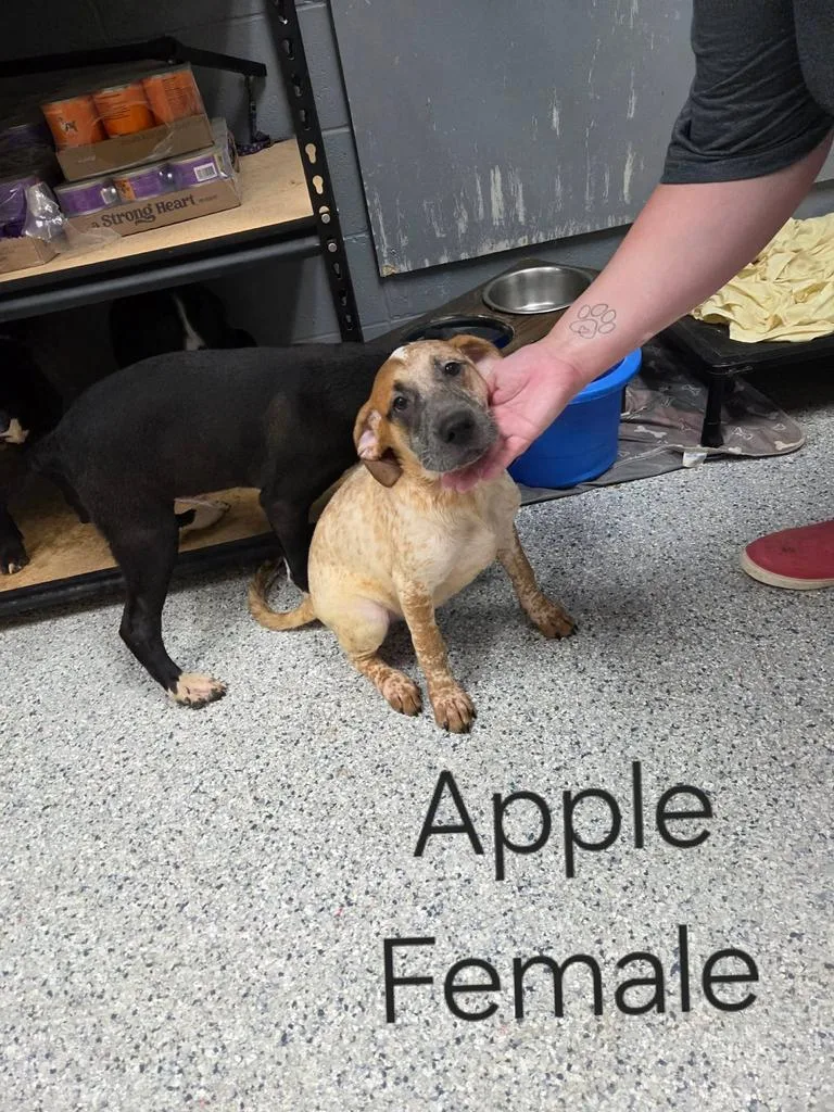 Apple