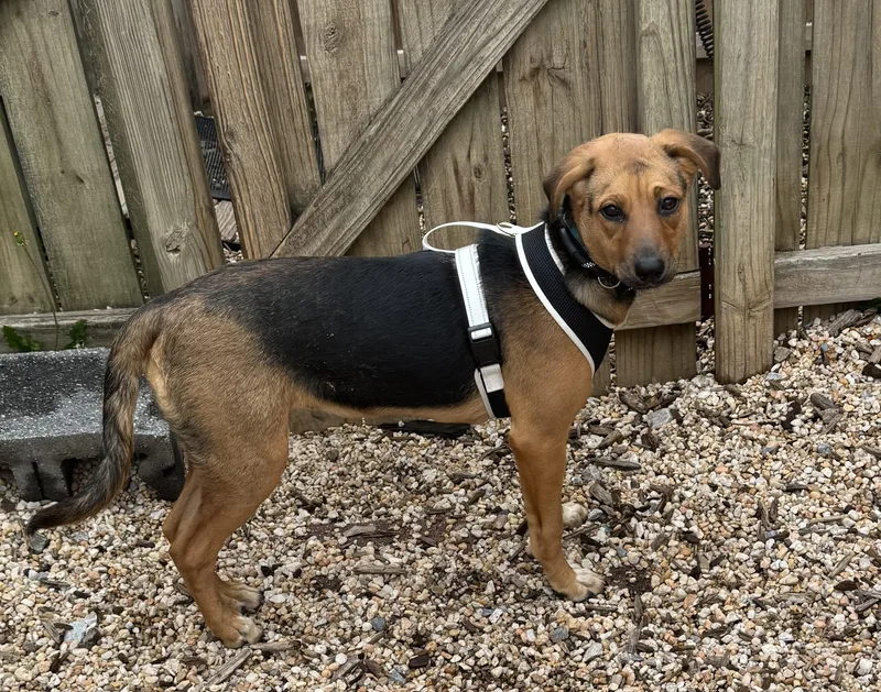 A baby medium-sized female Hound dog named Pat for adoption in Ellicott City, MD