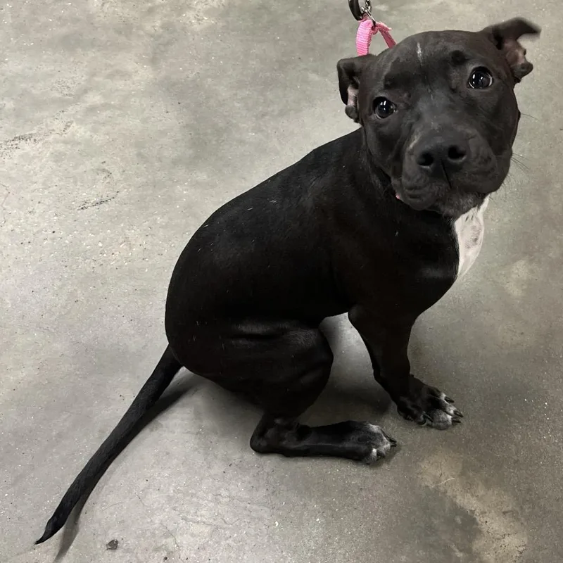 A baby medium-sized female Black Terrier dog named Mistie for adoption in Tampa, FL