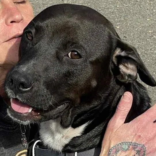 Lady Godiva thumbnail 2