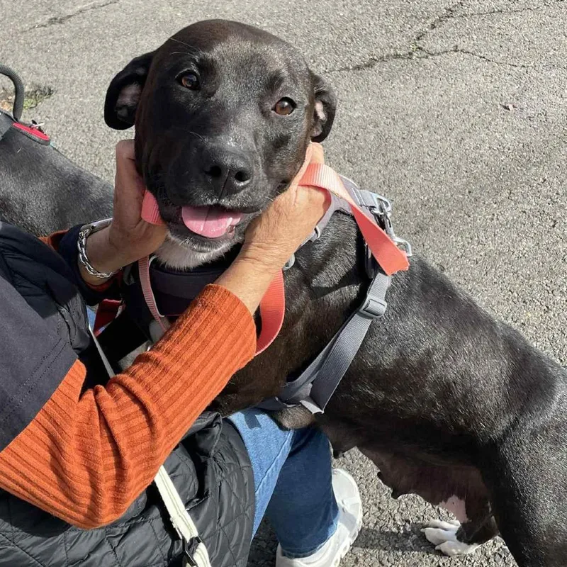 Lady Godiva thumbnail 4