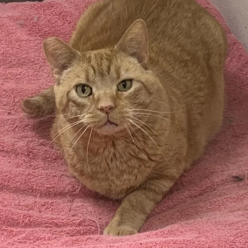 Heathcliff thumbnail 2