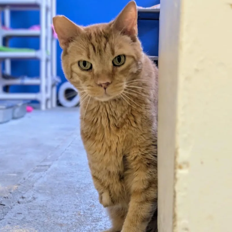 Heathcliff thumbnail 3