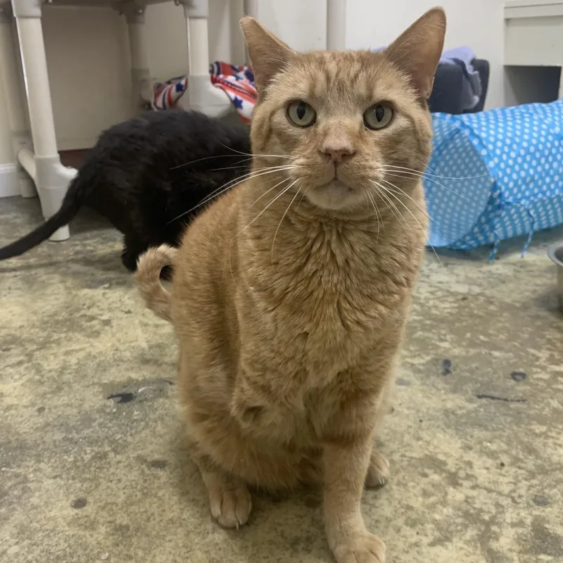 Heathcliff thumbnail 4