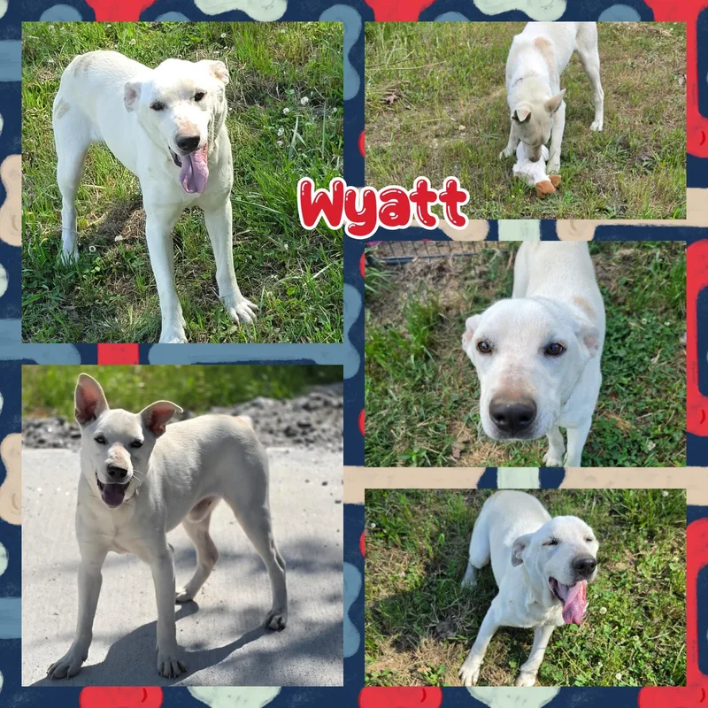 A young medium-sized male White / Cream Cattle Dog dog named Wyatt for adoption in Blacksburg, SC