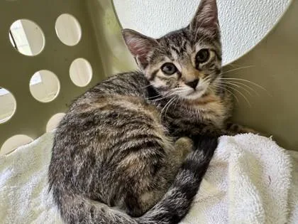 A baby small-sized female Domestic Short Hair cat named Miz Bigfooties for adoption in Honolulu, HI