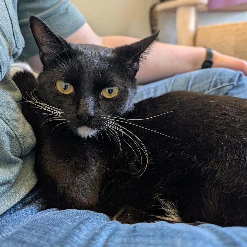 An adult small-sized female Black Domestic Short Hair cat named Navy for adoption in West Des Moines, IA