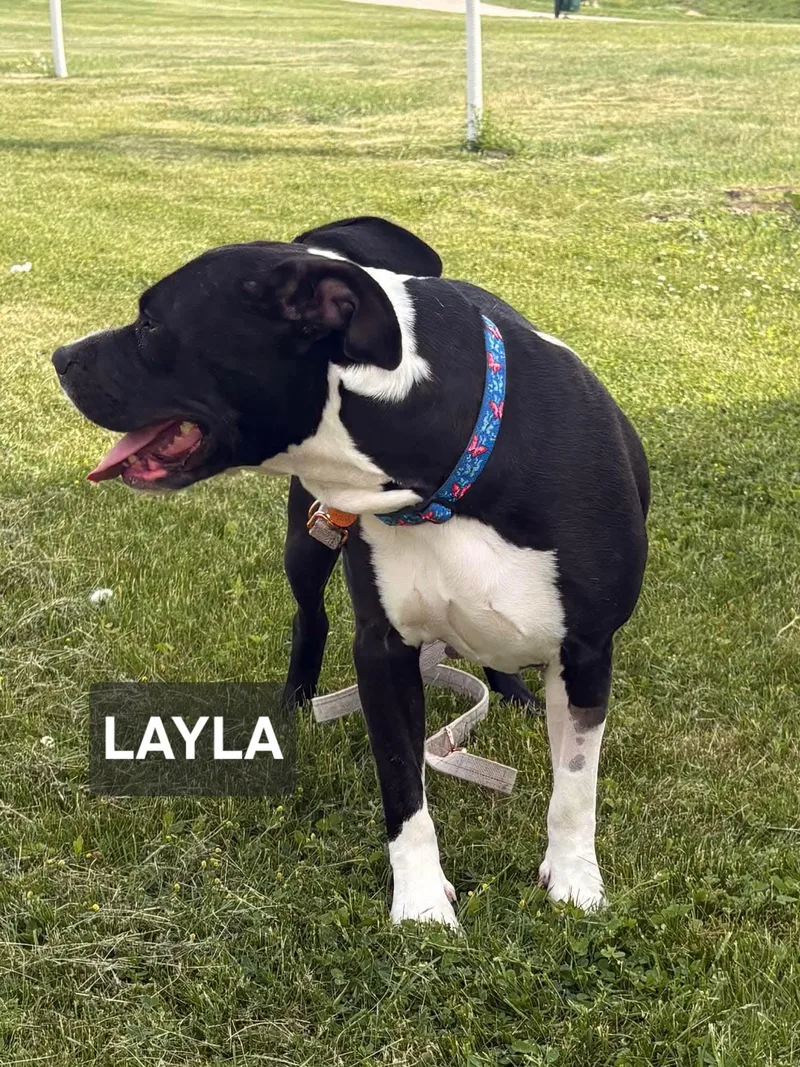 Layla