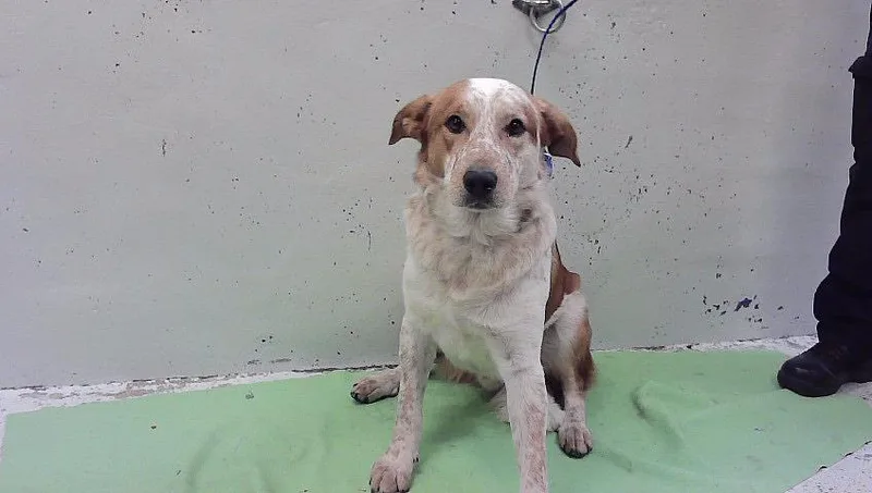 An adult large-sized male Australian Cattle Dog / Blue Heeler dog named Russ for adoption in Houston, TX