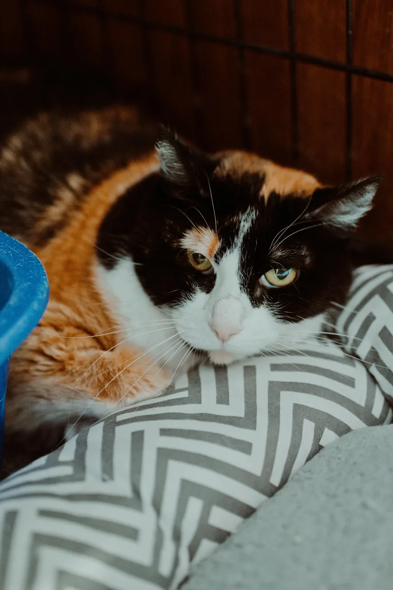 A senior large-sized female Calico cat named Luna Gloria for adoption in Le Mars, IA