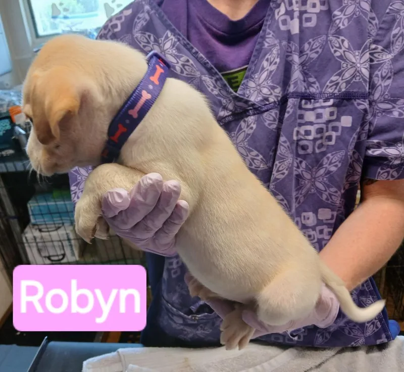 A baby small-sized female Australian Cattle Dog / Blue Heeler dog named Robyn for adoption in Mena, AR